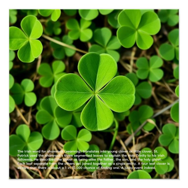 Lucky Clover Poster (Front)