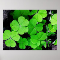 Lucky Clovers
