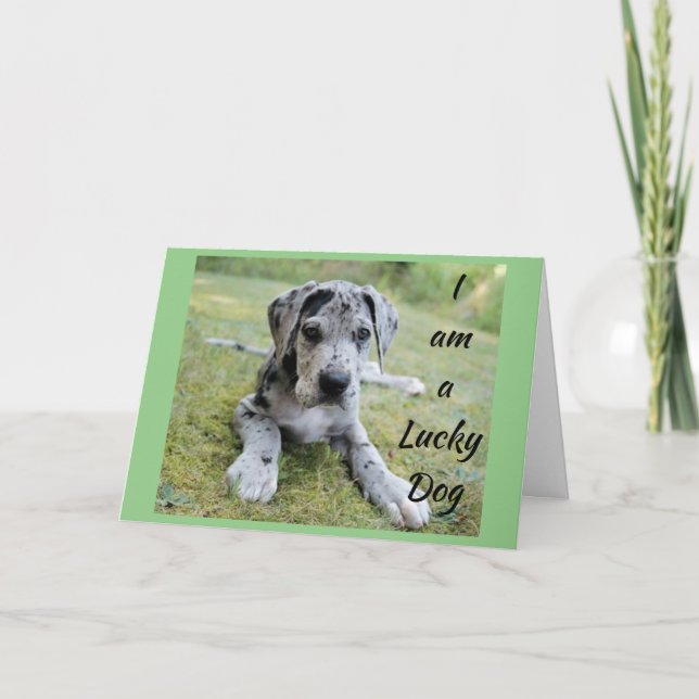 **LUCKY DOG LUCKY ME** YOU IN MY LIFE BIRTHDAY CARD (Front)