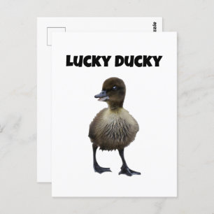Lucky Duck Funny Cute Duckling Bird Photo Art Postcard