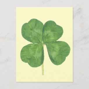 Lucky Four-Leaf Clover Shamrock Postcard