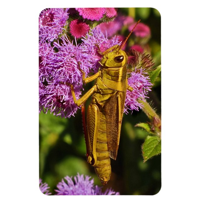 Lucky Grasshopper on Ageratum Magnet (Vertical)