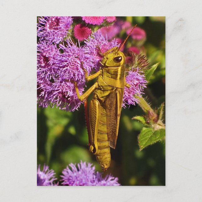 Lucky Grasshopper on Ageratum Postcard (Front)
