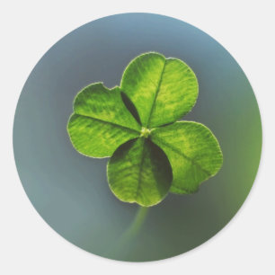 Lucky Green Four Leaf Clover Classic Round Sticker