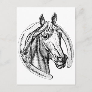 Lucky Horse Postcard