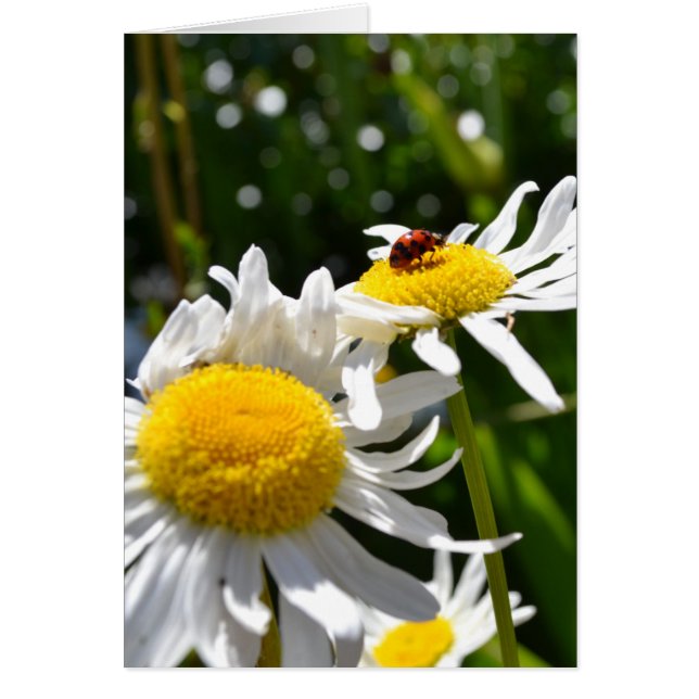 Lucky Ladybug (Front)