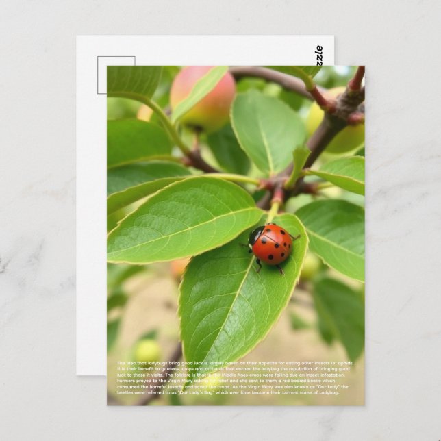 Lucky Ladybug  Postcard (Front/Back)