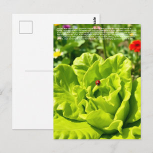 Lucky Ladybug Postcard