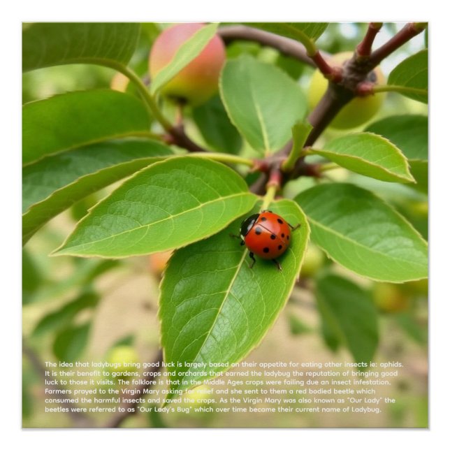 Lucky Ladybug  Poster (Front)