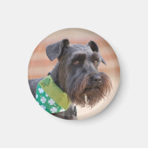 Lucky Miniature Schnauzer Magnet