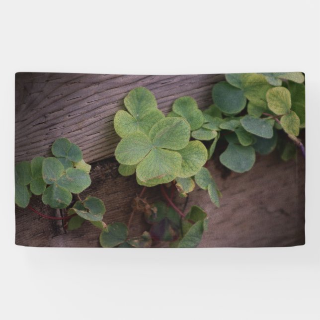 Lucky or Determined? Saint Patricks Day Shamrocks Banner (Horizontal)