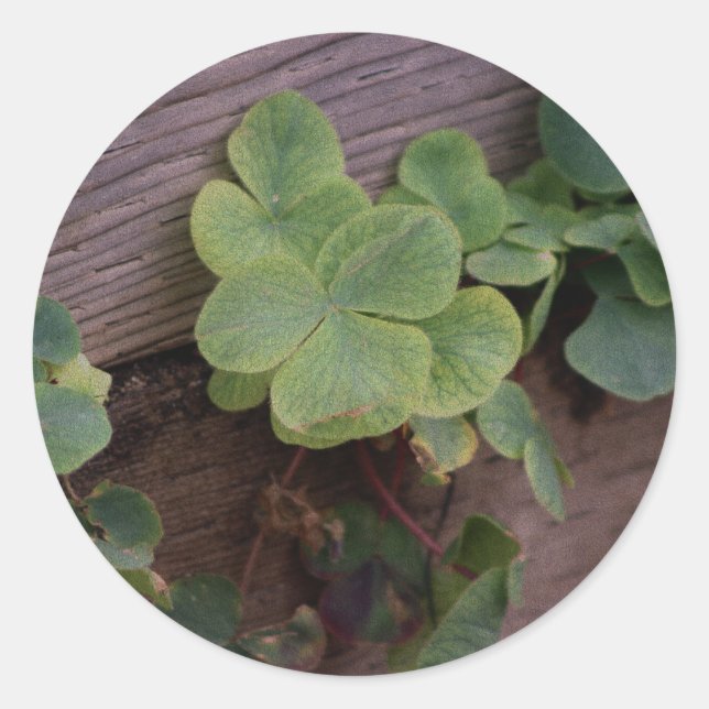 Lucky or Determined? Saint Patricks Day Shamrocks Classic Round Sticker (Front)