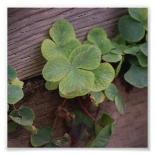 Lucky or Determined? Saint Patricks Day Shamrocks Photo Print