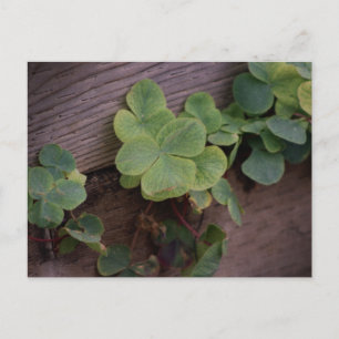 Lucky or Determined? Saint Patricks Day Shamrocks Postcard