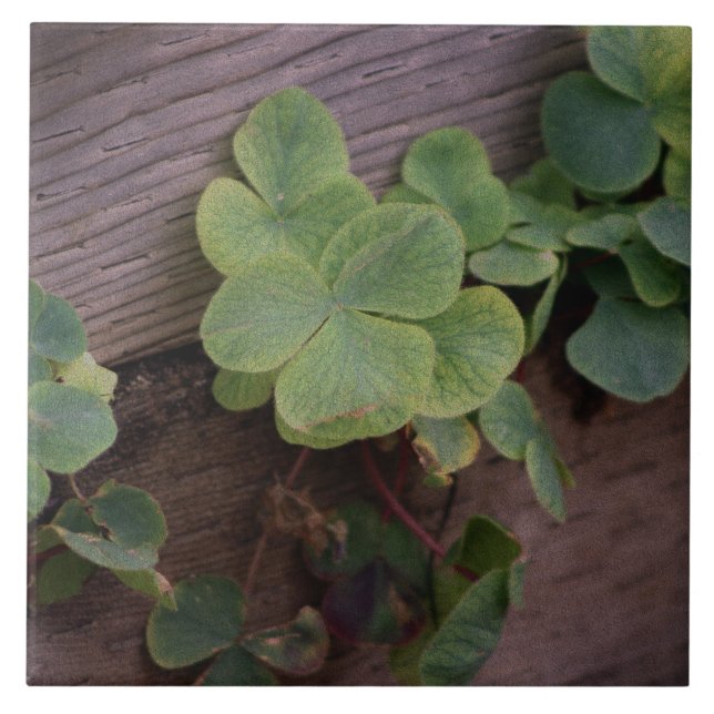 Lucky or Determined? Saint Patricks Day Shamrocks Tile (Front)