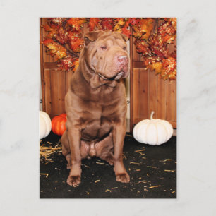 Lucky - Shar Pei - Hildebrand Postcard