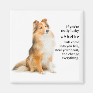 Lucky Sheltie Magnet