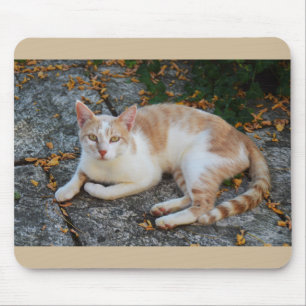 Lucky the beautiful cat mouse mat