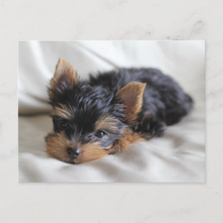 Lucky the Japanese Yorkie postcards