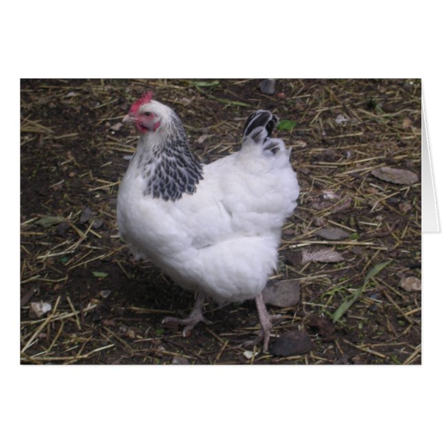 Lucky the Light Sussex (Front Horizontal)