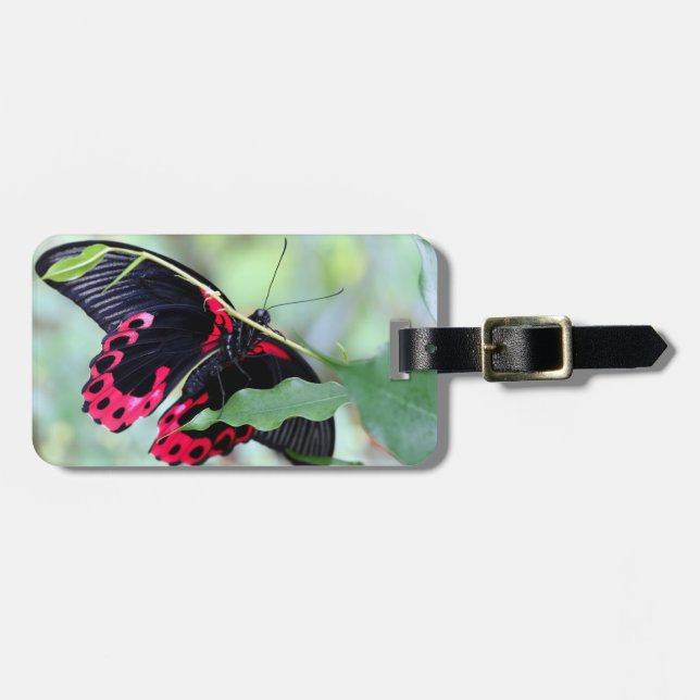 Luggage Tag/Scarlet Mormon Tag (Front Horizontal)