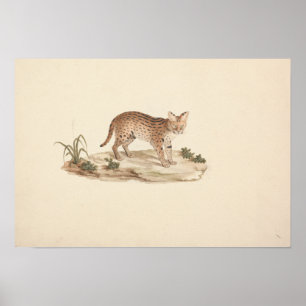 Luigi Balugani - African Wildcat or Serval Poster