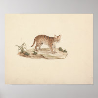 Luigi Balugani - African Wildcat or Serval