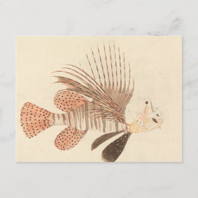Luigi Balugani - Lionfish Postcard (Front)