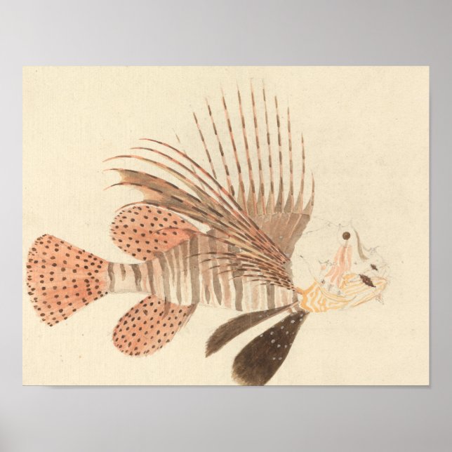 Luigi Balugani - Lionfish Poster (Front)