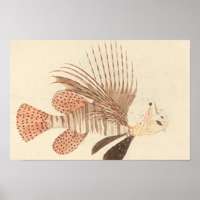 Luigi Balugani - Lionfish Poster (Front)