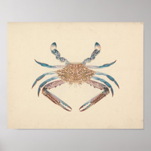 Luigi Balugani - Portunua Pelagicus - Blue Crab Poster