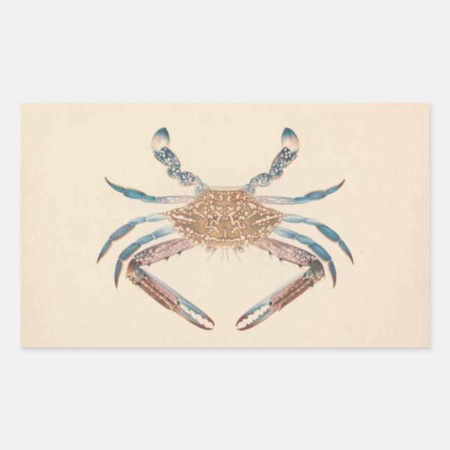 Luigi Balugani - Portunua Pelagicus - Blue Crab Rectangular Sticker (Front)