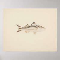 Luigi Balugani - Unidentified Fish