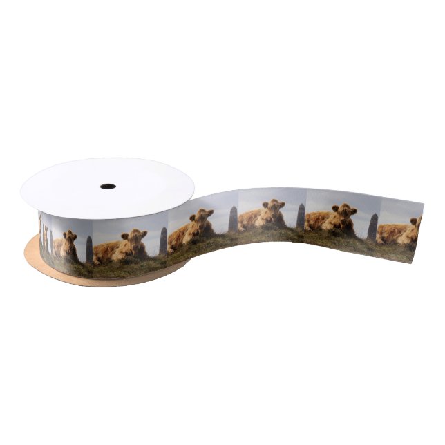 Luing cow on the Isle of Islay, Scotland Satin Ribbon (Spool)