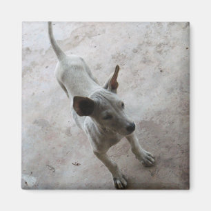 Luk Maa ... Thai Soi Puppy Dog Magnet