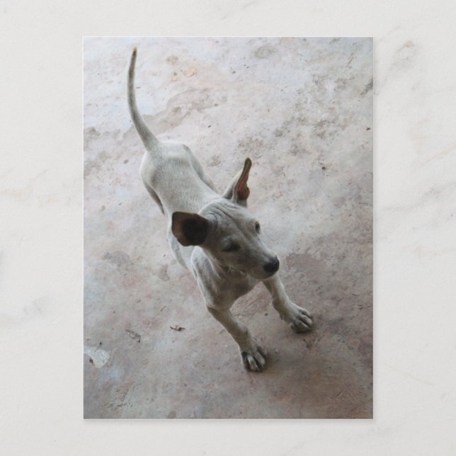 Luk Maa ... Thai Soi Puppy Dog Postcard (Front)