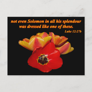 luke 12:27b and bright tulips postcard