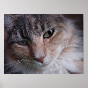 Lulu close-up poster