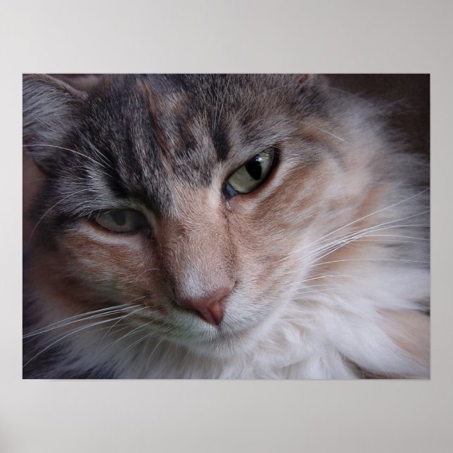 Lulu close-up poster (Front)