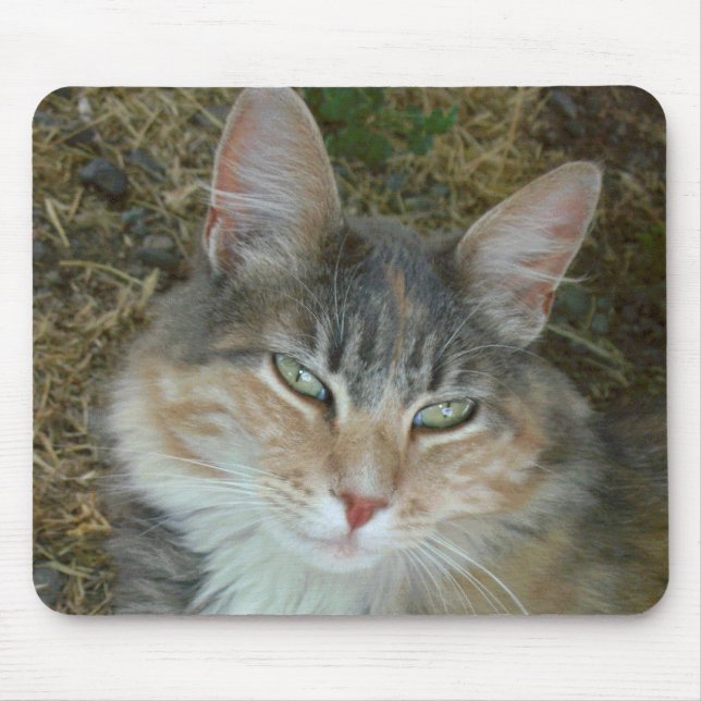 Lulu - dozing at Noon Mouse Mat (Front)