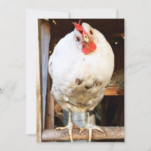 Lulu The chicken Card