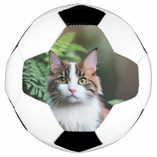 Lulu The Ragdoll Cat, Soccerball Football