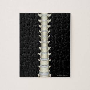Lumbar and Thoracic Vertebrae Jigsaw Puzzle