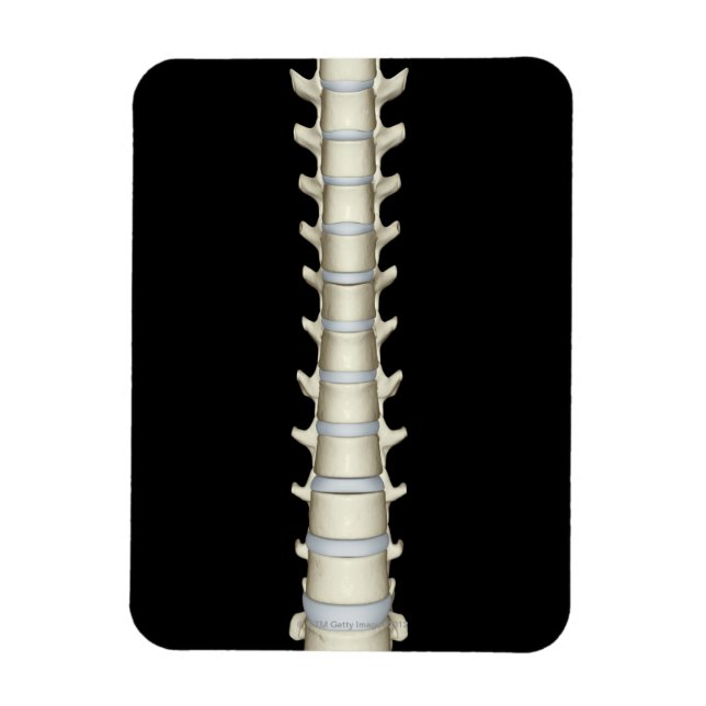 Lumbar and Thoracic Vertebrae Magnet (Vertical)