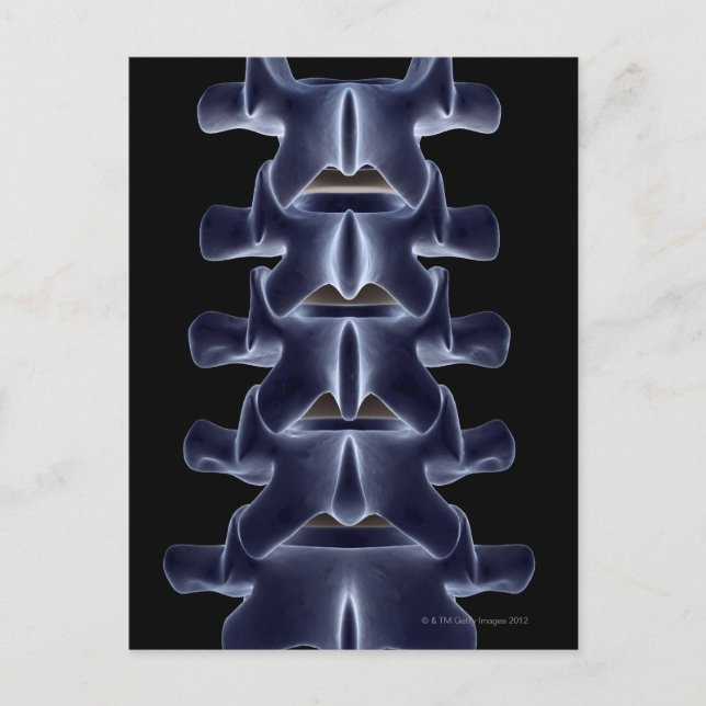 Lumbar Vertebra 2 Postcard (Front)