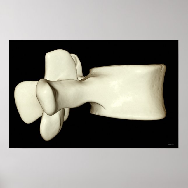 Lumbar Vertebra 4 Poster (Front)