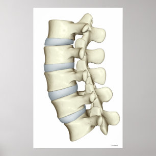 Lumbar Vertebrae 2 Poster