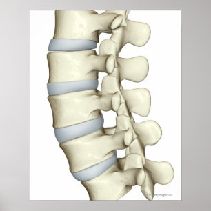 Lumbar Vertebrae Poster