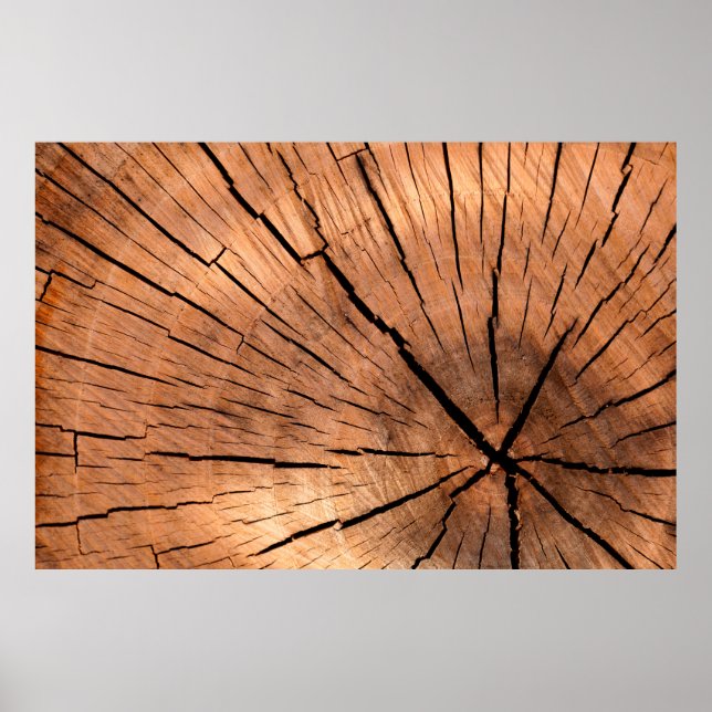 Lumber log wood tree cross section poster (Front)