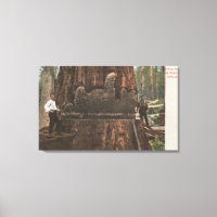 Lumberjacks Cutting Down a Redwood Tree